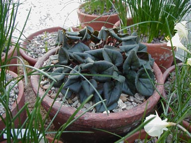 Frozen cyclamen